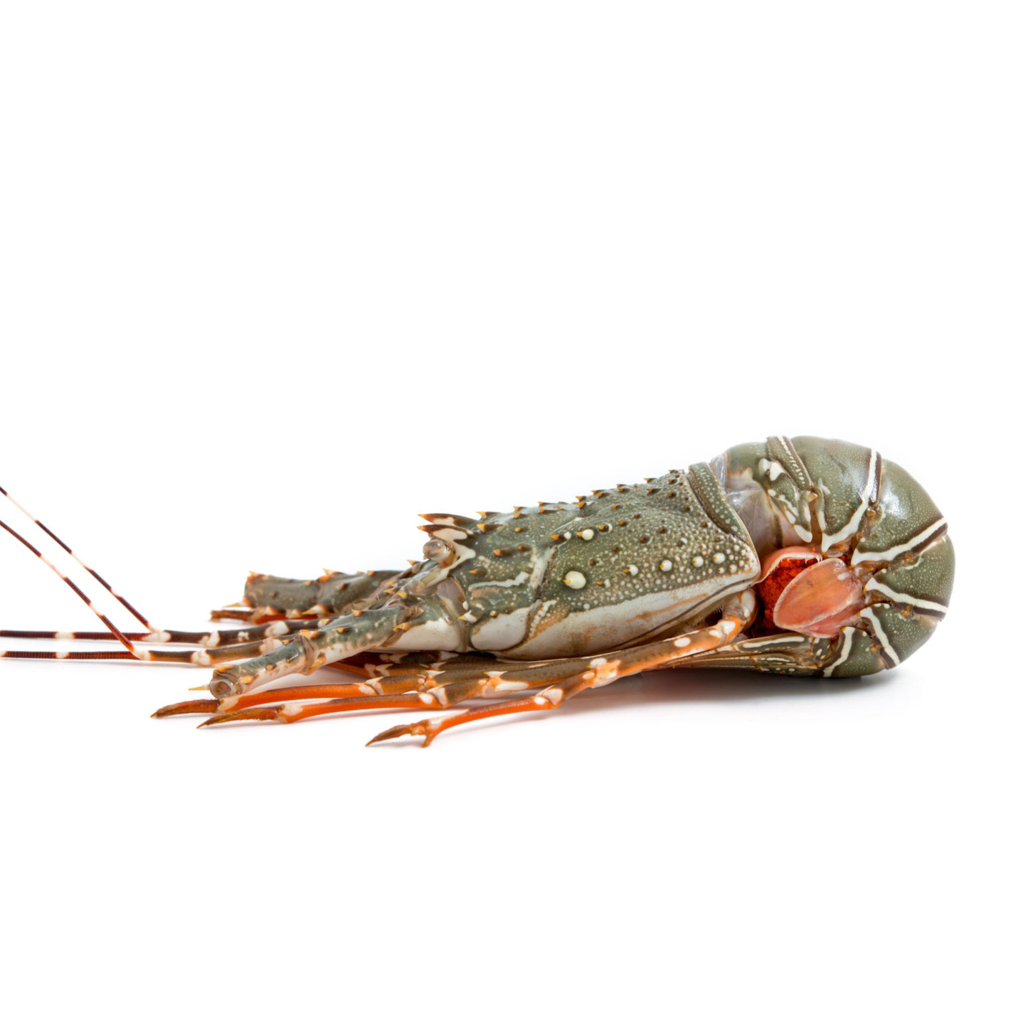FRZ WHOLE FLOWER LOBSTER (300-400G) - 速冻花青龙 (300-400克)/只