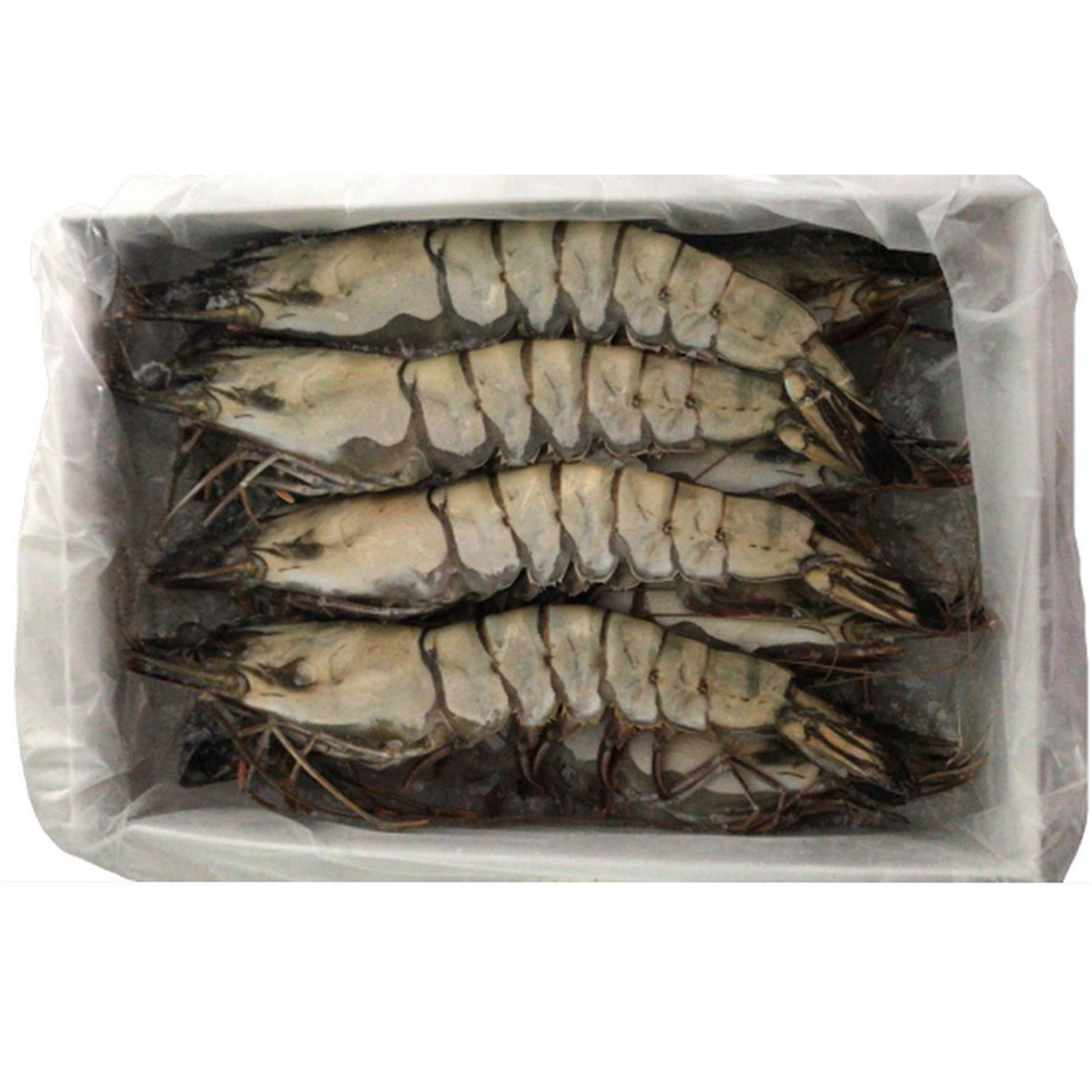 8/10 LIVE FROZEN BLACK TIGER PRAWN HOSO (1KG) - 8/10 活冻老虎虾 (1公斤)